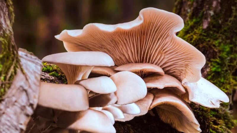 El Gobierno de Misiones pone en marcha el registro de productores y recolectores de hongos comestibles imagen-18