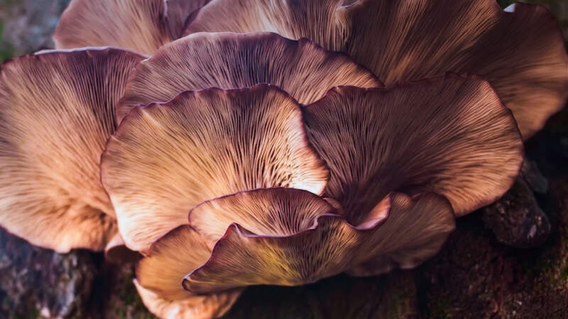 El Gobierno de Misiones pone en marcha el registro de productores y recolectores de hongos comestibles imagen-2