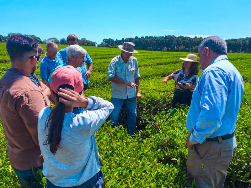 Más de 40 productores participaron de las Jornadas Tecnológicas del Té en Campo Viera imagen-4