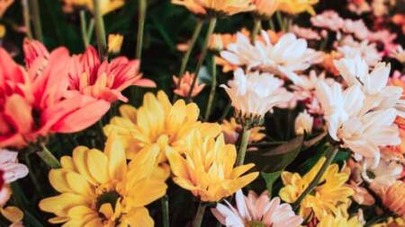 Agenda común y formalización: el plan de Misiones para expandir la floricultura imagen-9