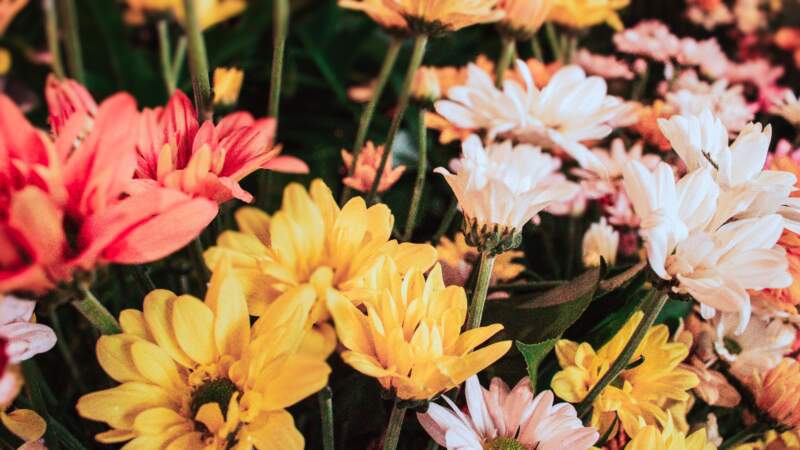 Agenda común y formalización: el plan de Misiones para expandir la floricultura imagen-52