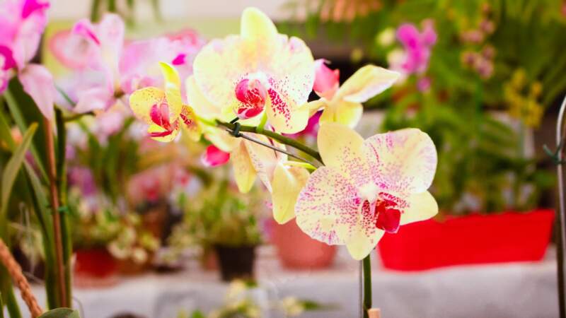 Agenda común y formalización: el plan de Misiones para expandir la floricultura 5 Agenda común y formalización: el plan de Misiones para expandir la floricultura imagen-4