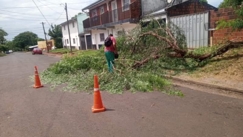 Tras los fuertes vientos que provocaron caída de ramas y árboles, en alerta ante imprevistos meteorológicos 5 Tras los fuertes vientos que provocaron caída de ramas y árboles, en alerta ante imprevistos meteorológicos imagen-4