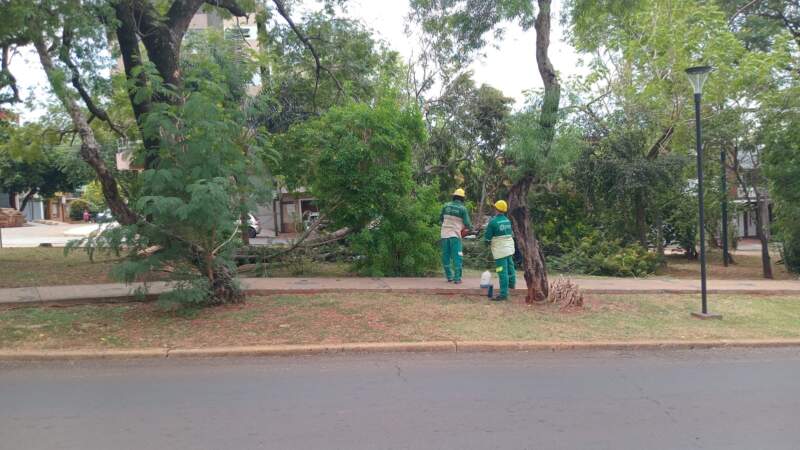 Tras los fuertes vientos que provocaron caída de ramas y árboles, en alerta ante imprevistos meteorológicos 9 Tras los fuertes vientos que provocaron caída de ramas y árboles, en alerta ante imprevistos meteorológicos imagen-8