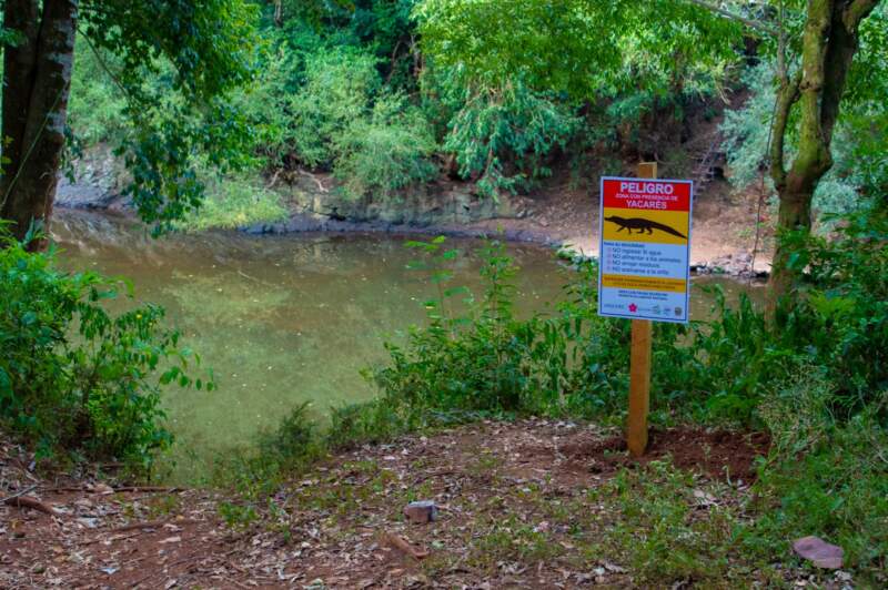 Tras la aparición de restos de un yacaré en 25 de Mayo, refuerzan acciones de protección de la fauna de la zona imagen-4