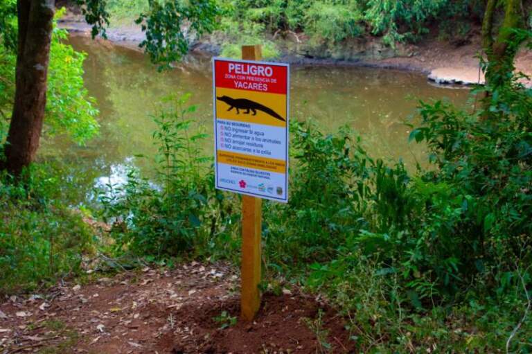 Tras la aparición de restos de un yacaré en 25 de Mayo, refuerzan acciones de protección de la fauna de la zona imagen-49