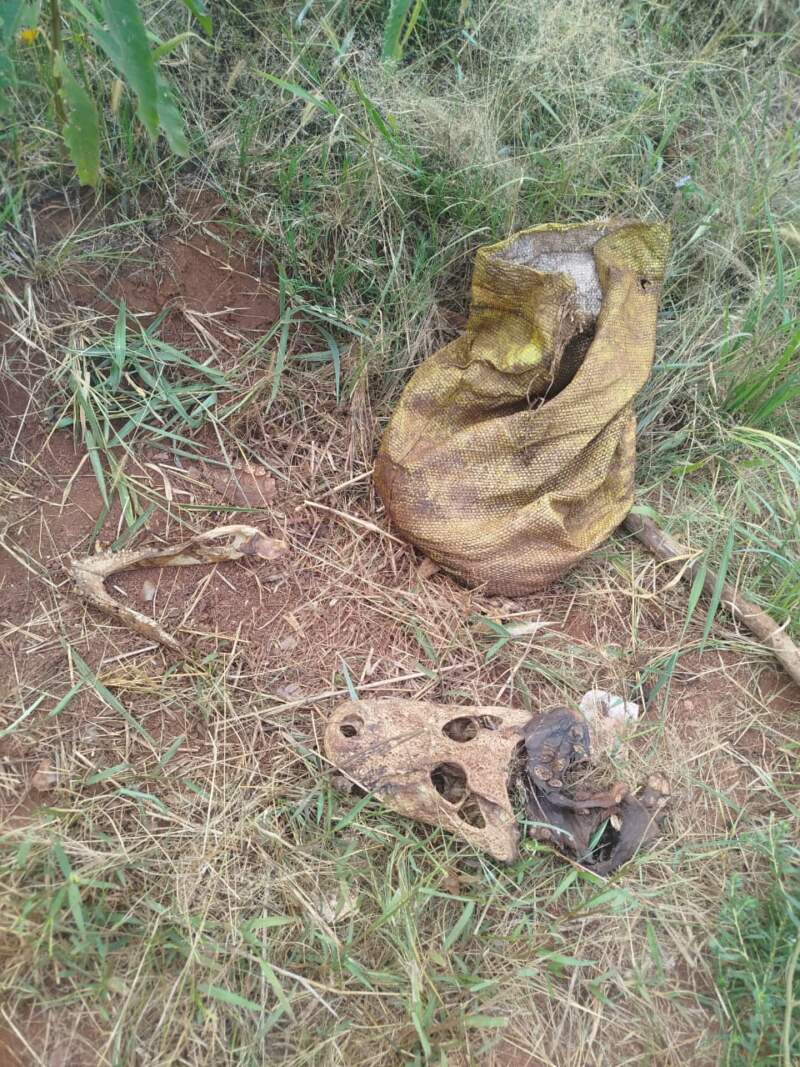 Tras la aparición de restos de un yacaré en 25 de Mayo, refuerzan acciones de protección de la fauna de la zona imagen-12