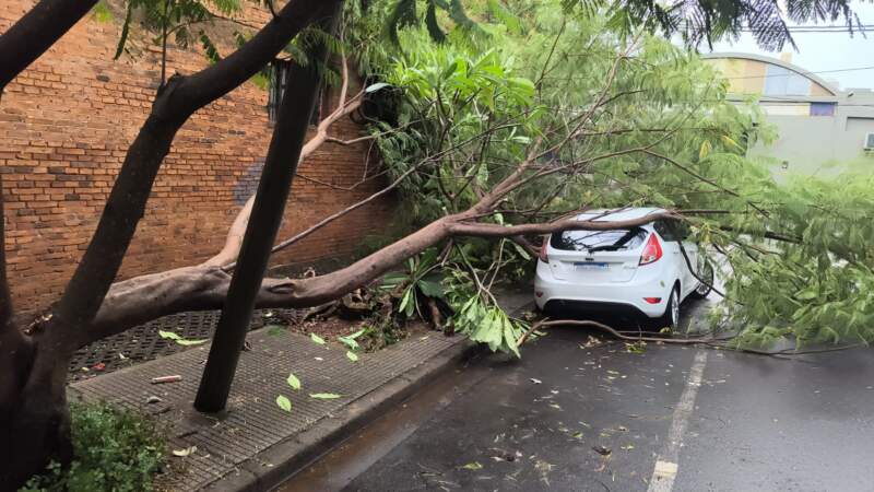 Ráfagas de viento provocaron caída de árboles, cables y daños materiales en Posadas imagen-7