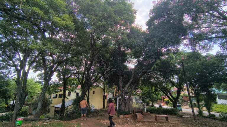 Monitorean a un mono carayá observado en árboles de Villa Cabello imagen-13