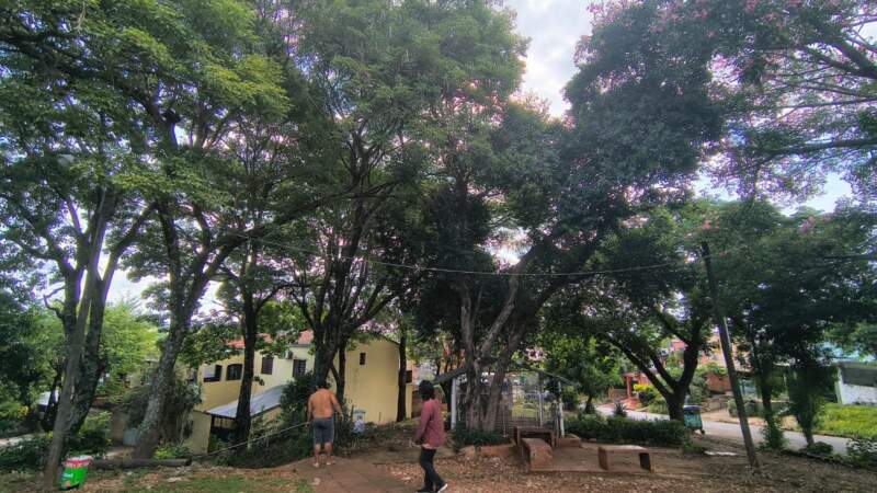 Monitorean a un mono carayá observado en árboles de Villa Cabello imagen-6