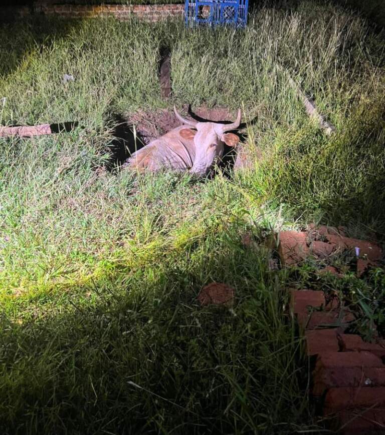 Rescataron a un toro que había caído en un pozo ciego en Candelaria imagen-46