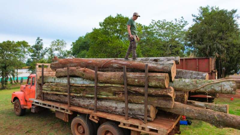 Golpe al tráfico ilegal de madera nativa en Misiones: secuestran camiones y rollos sin documentación en operativos de control forestal imagen-2