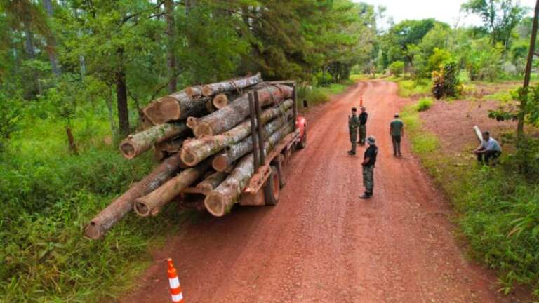 Golpe al tráfico ilegal de madera nativa en Misiones: secuestran camiones y rollos sin documentación en operativos de control forestal imagen-13
