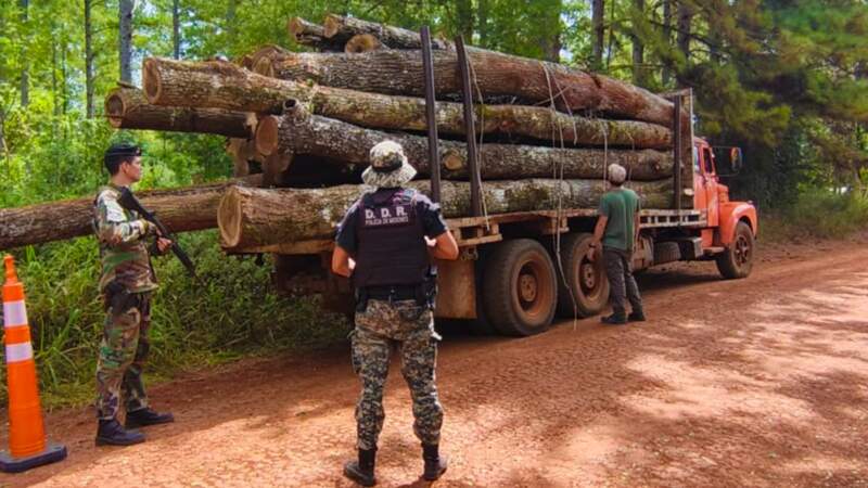 Golpe al tráfico ilegal de madera nativa en Misiones: secuestran camiones y rollos sin documentación en operativos de control forestal imagen-8