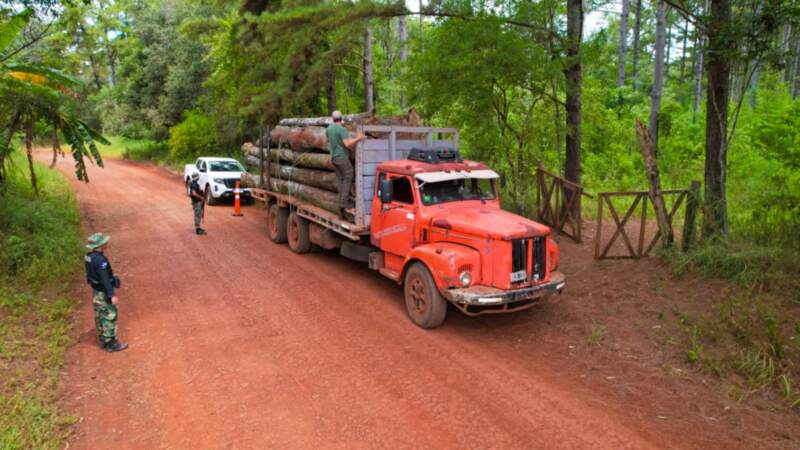 Golpe al tráfico ilegal de madera nativa en Misiones: secuestran camiones y rollos sin documentación en operativos de control forestal imagen-10