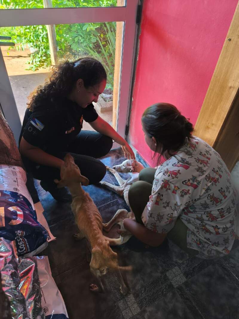 La denuncia de una proteccionista permitió que la Policía rescatara e iniciara una causa por crueldad animal en Santo Pipó imagen-2
