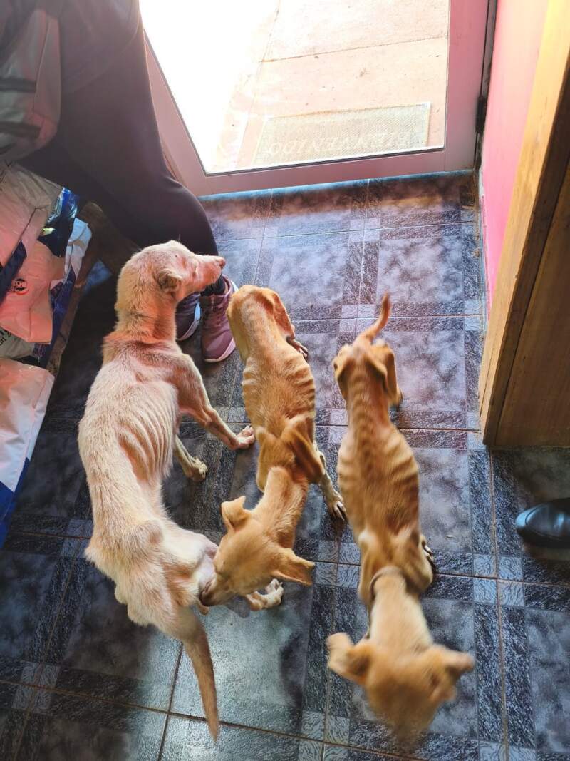 La denuncia de una proteccionista permitió que la Policía rescatara e iniciara una causa por crueldad animal en Santo Pipó imagen-6