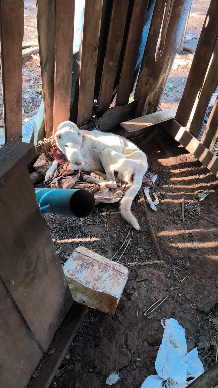La denuncia de una proteccionista permitió que la Policía rescatara e iniciara una causa por crueldad animal en Santo Pipó imagen-8