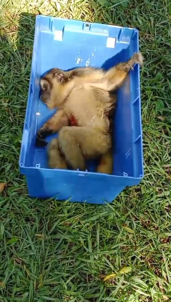 Resguardaron un mono lesionado hallado en el patio de una vivienda en Costa Mango imagen-2