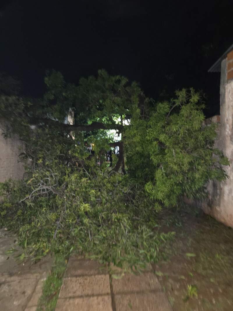 Un árbol antaño se desplomó sobre dos viviendas de Posadas imagen-2