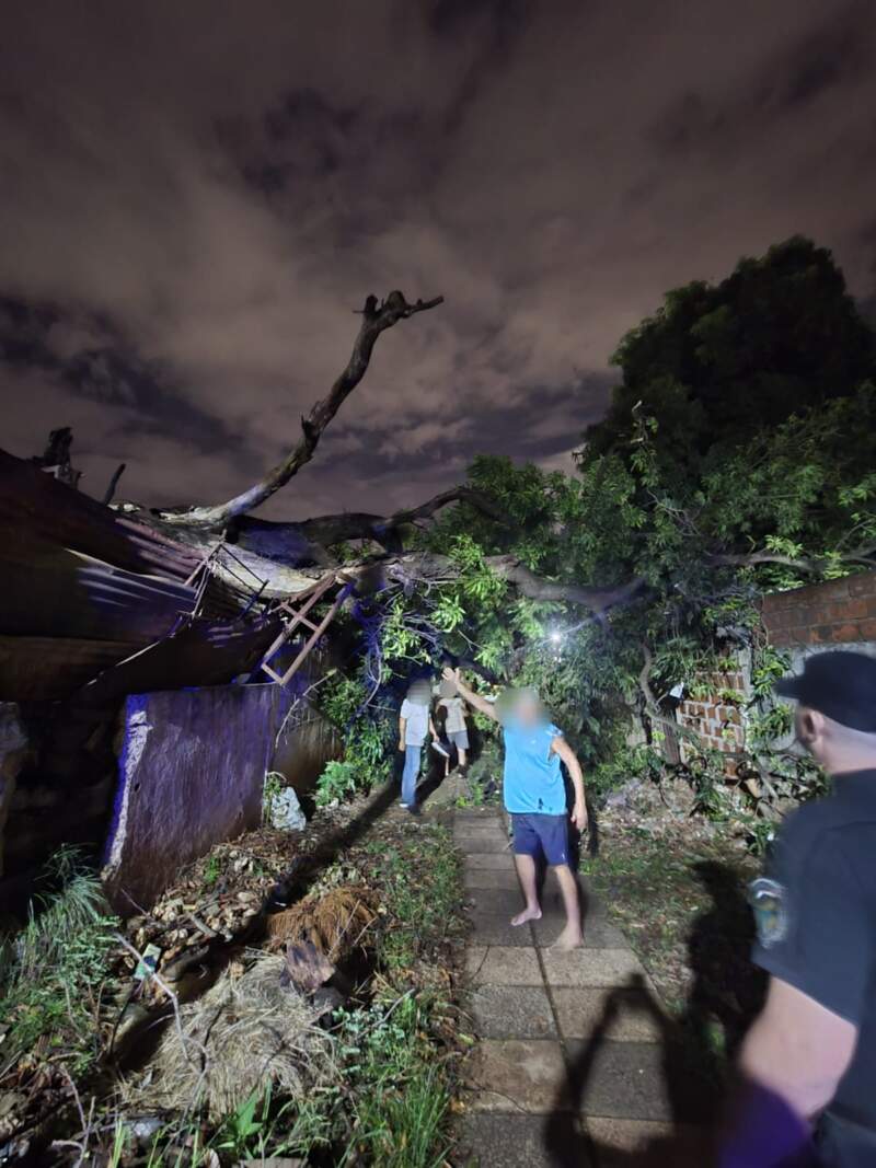 Un árbol antaño se desplomó sobre dos viviendas de Posadas imagen-10