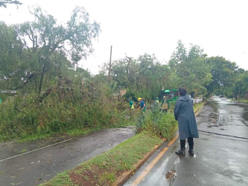Posadas: caída de un árbol y cables obstruyen parcialmente el tránsito en avenida Zapiola imagen-2