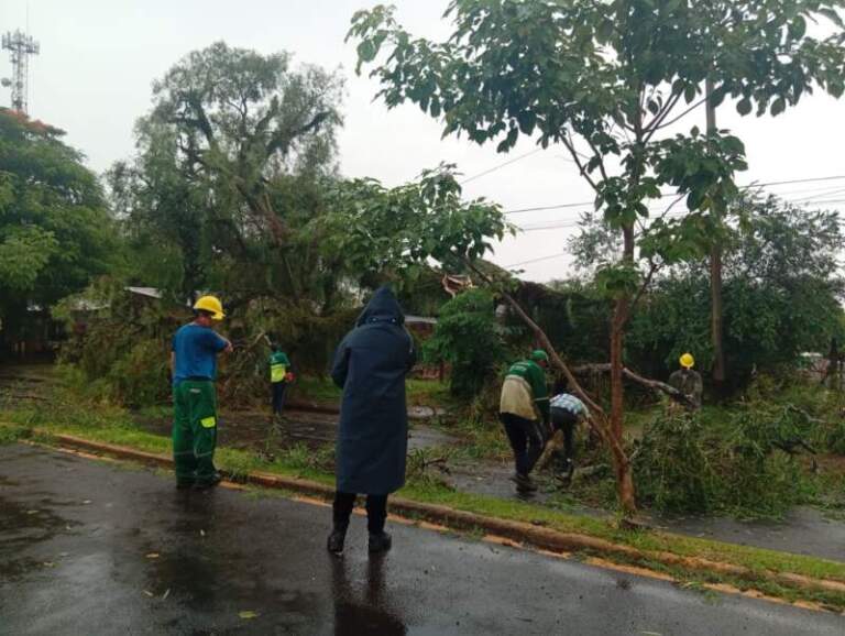 Posadas: caída de un árbol y cables obstruyen parcialmente el tránsito en avenida Zapiola imagen-38