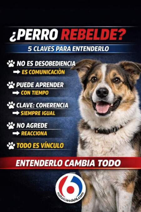 ¿Perro rebelde o dueño confundido? La clave está en el vínculo imagen-5