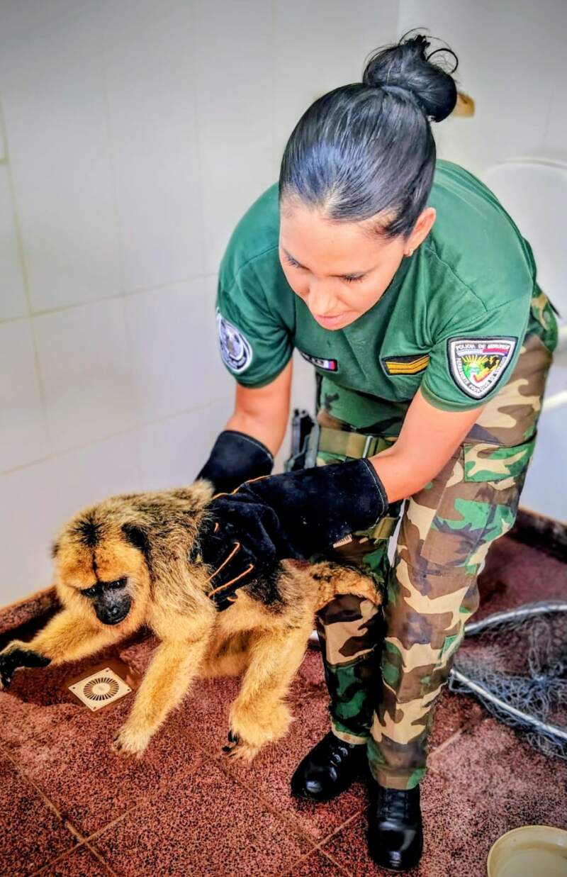 Encontró un mono y lo llevó como acompañante hasta la Comisaría en Posadas imagen-2