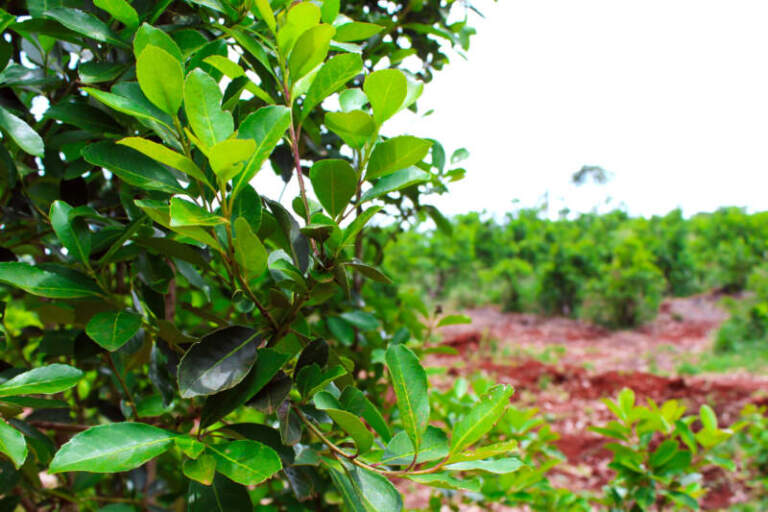 Advierten que la desregulación pone en riesgo el modelo productivo yerbatero de Misiones imagen-24