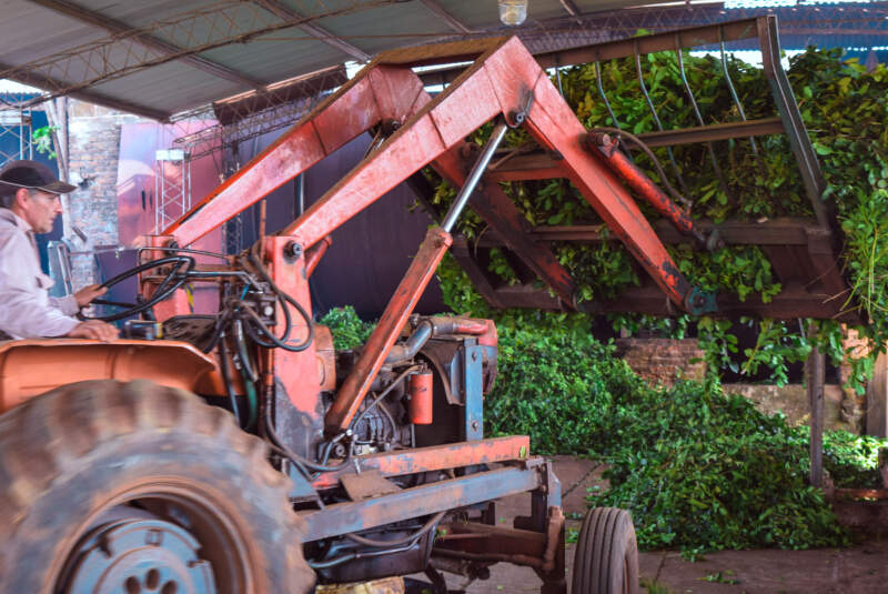 Advierten que la desregulación pone en riesgo el modelo productivo yerbatero de Misiones imagen-2