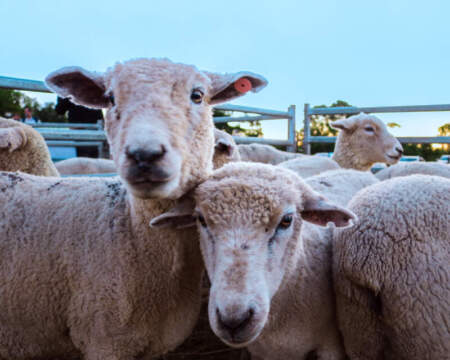 La cuenca ovino-caprina acordó un plan de trabajo para ordenar la producción y mejorar la comercialización imagen-11