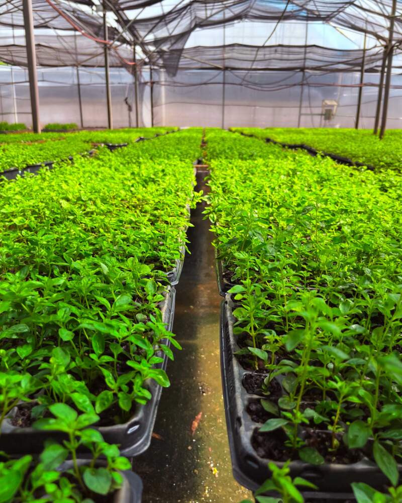 Biofábrica Misiones pondrá a disposición plantines de menta piperita a partir de abril para impulsar la producción aromática y fitoterapéutica imagen-2
