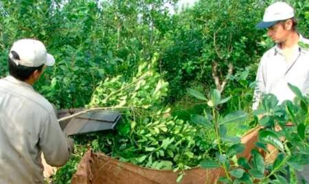 Misiones suma respaldo social con más de 4 mil firmas para defender el precio de la yerba mate y el trabajo de las chacras imagen-7
