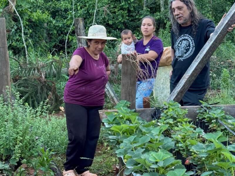 San Pedro: En Colonia Alegría la producción de frutillas es una manera de resistir la crisis imagen-12