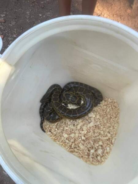 Resguardaron una boa curiyú hallada en la Chacra 156 de Posadas imagen-7