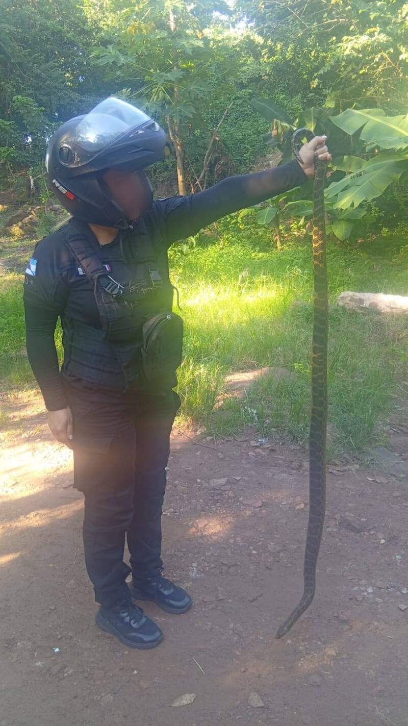 Resguardaron una boa curiyú hallada en la Chacra 156 de Posadas 3 Resguardaron una boa curiyú hallada en la Chacra 156 de Posadas imagen-2