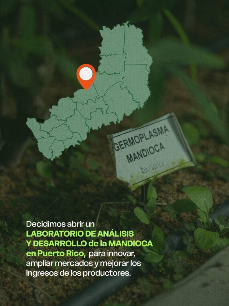 Puerto Rico: inauguraron laboratorio biotecnológico para potenciar la producción de mandioca imagen-2