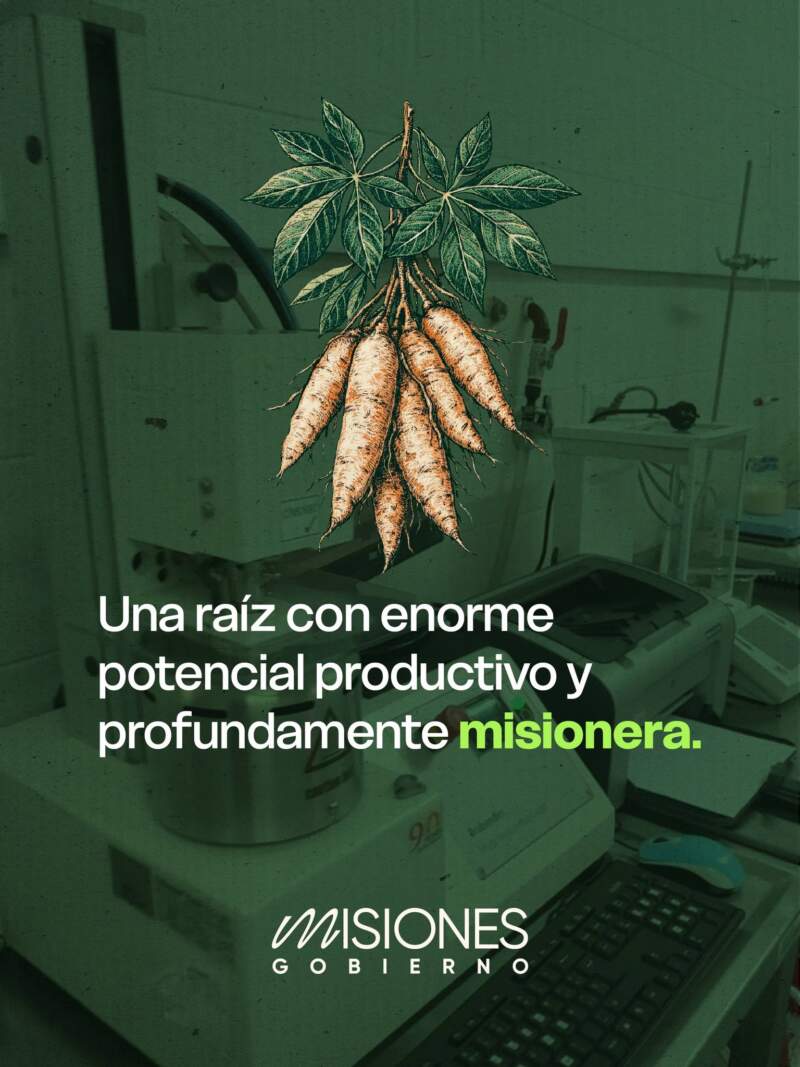 Puerto Rico: inauguraron laboratorio biotecnológico para potenciar la producción de mandioca imagen-6