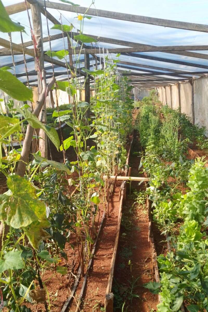 San Pedro: En Colonia Alegría la producción de frutillas es una manera de resistir la crisis 15 San Pedro: En Colonia Alegría la producción de frutillas es una manera de resistir la crisis imagen-14