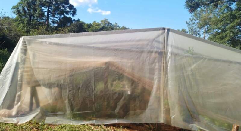 San Pedro: En Colonia Alegría la producción de frutillas es una manera de resistir la crisis 9 San Pedro: En Colonia Alegría la producción de frutillas es una manera de resistir la crisis imagen-8