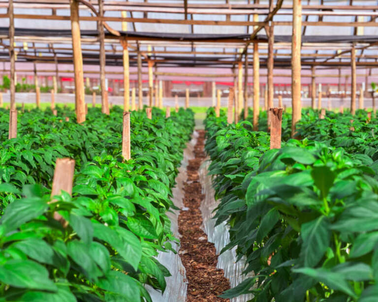 Plantineras municipales: Misiones refuerza la producción hortícola con capacitación en territorio imagen-12