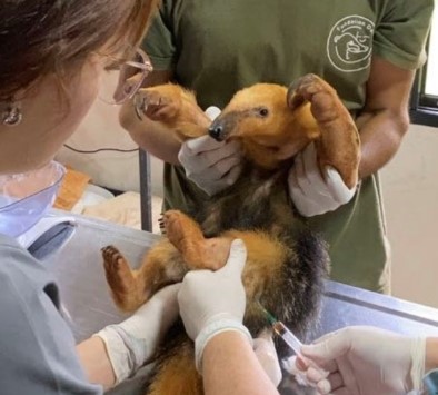 OHANA cerró marzo con más rescates, más educación y un déficit que se profundiza 5 OHANA cerró marzo con más rescates, más educación y un déficit que se profundiza imagen-4