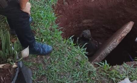 Tras un alerta vecinal la Policía rescató a un perro que había caído en un pozo en Oberá imagen-4