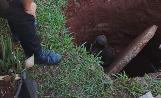 Tras un alerta vecinal la Policía rescató a un perro que había caído en un pozo en Oberá imagen-9