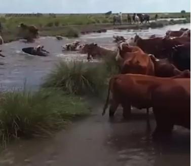 Santa Fe: un millón de hectáreas inundadas y pérdidas millonarias por las lluvias imagen-9