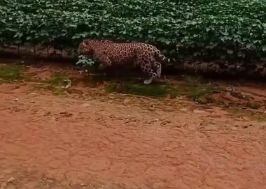 Un yaguareté en campos de soja: alerta por el avance agropecuario sobre su hábitat imagen-9