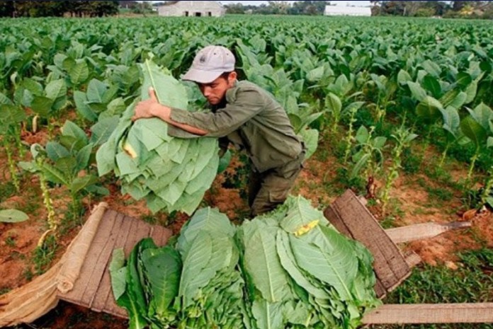 Pago a productores tabacaleros: más de $8.000 millones el martes 28 imagen-13