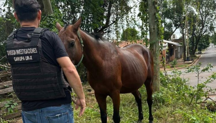 Robó un caballo y lo quería rematar por Marketplace: la Policía lo recuperó tras un rastreo digital imagen-13