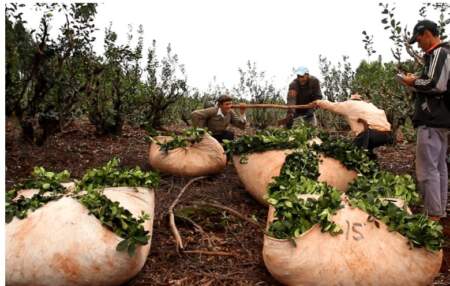 Advierten que sin acuerdo de precios, el productor yerbatero no sobrevive imagen-11